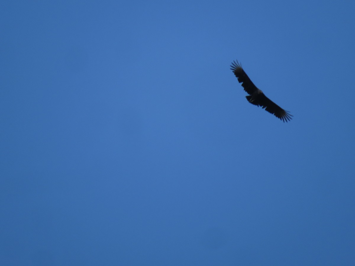 Black Vulture - Angela Mayorga Cetina