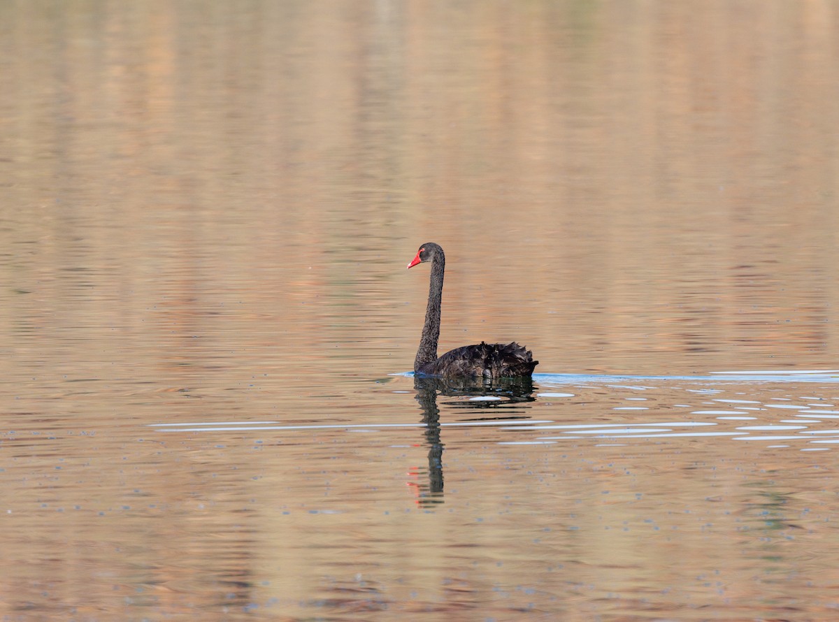 Black Swan - Paul Rankin