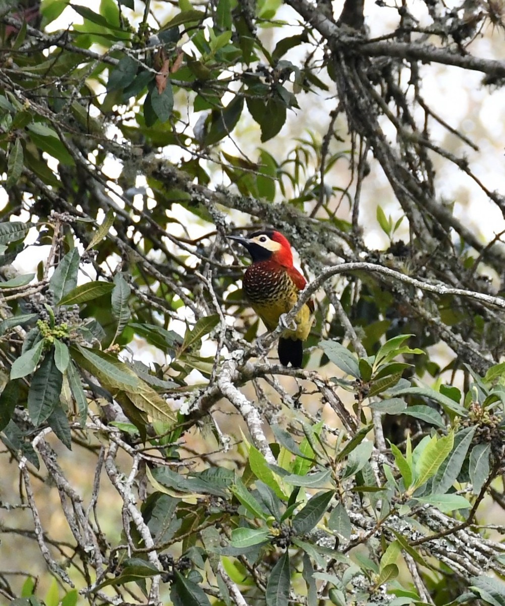 Crimson-mantled Woodpecker - ML619007971