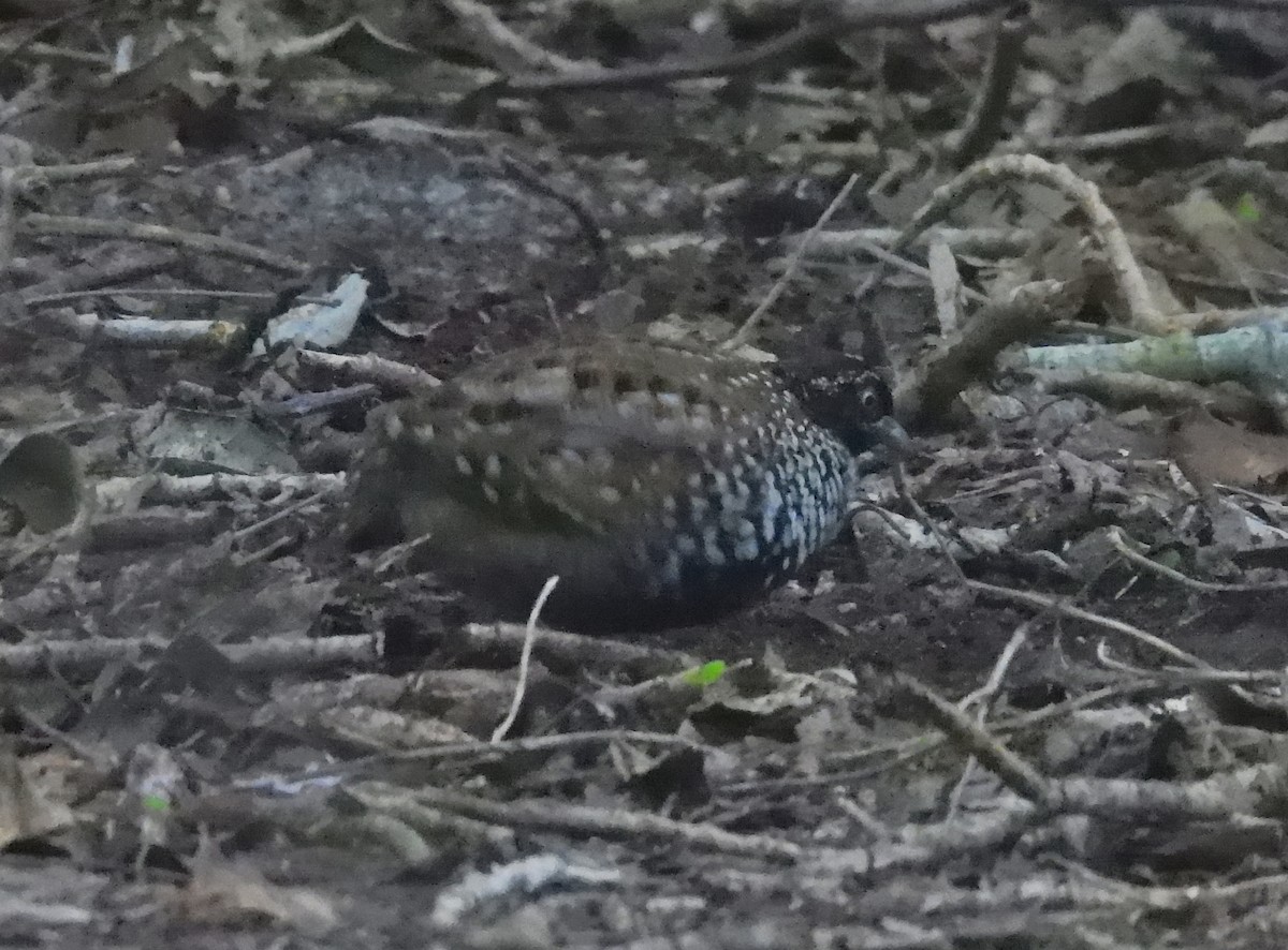 Black-breasted Buttonquail - ML619007990
