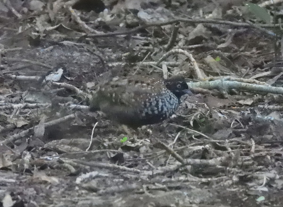 Black-breasted Buttonquail - ML619007991