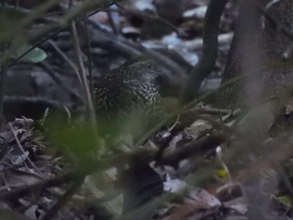 Black-breasted Buttonquail - ML619007992