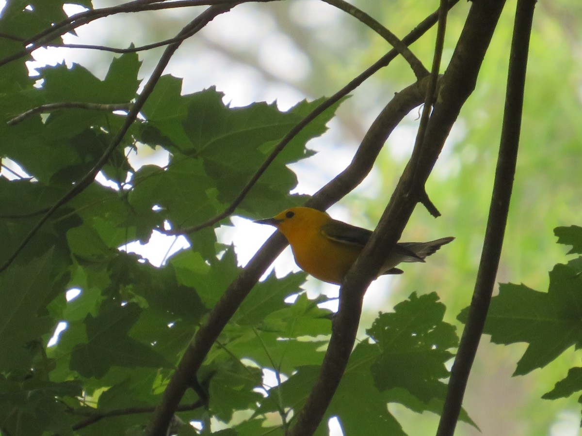 Prothonotary Warbler - Anne Thompson
