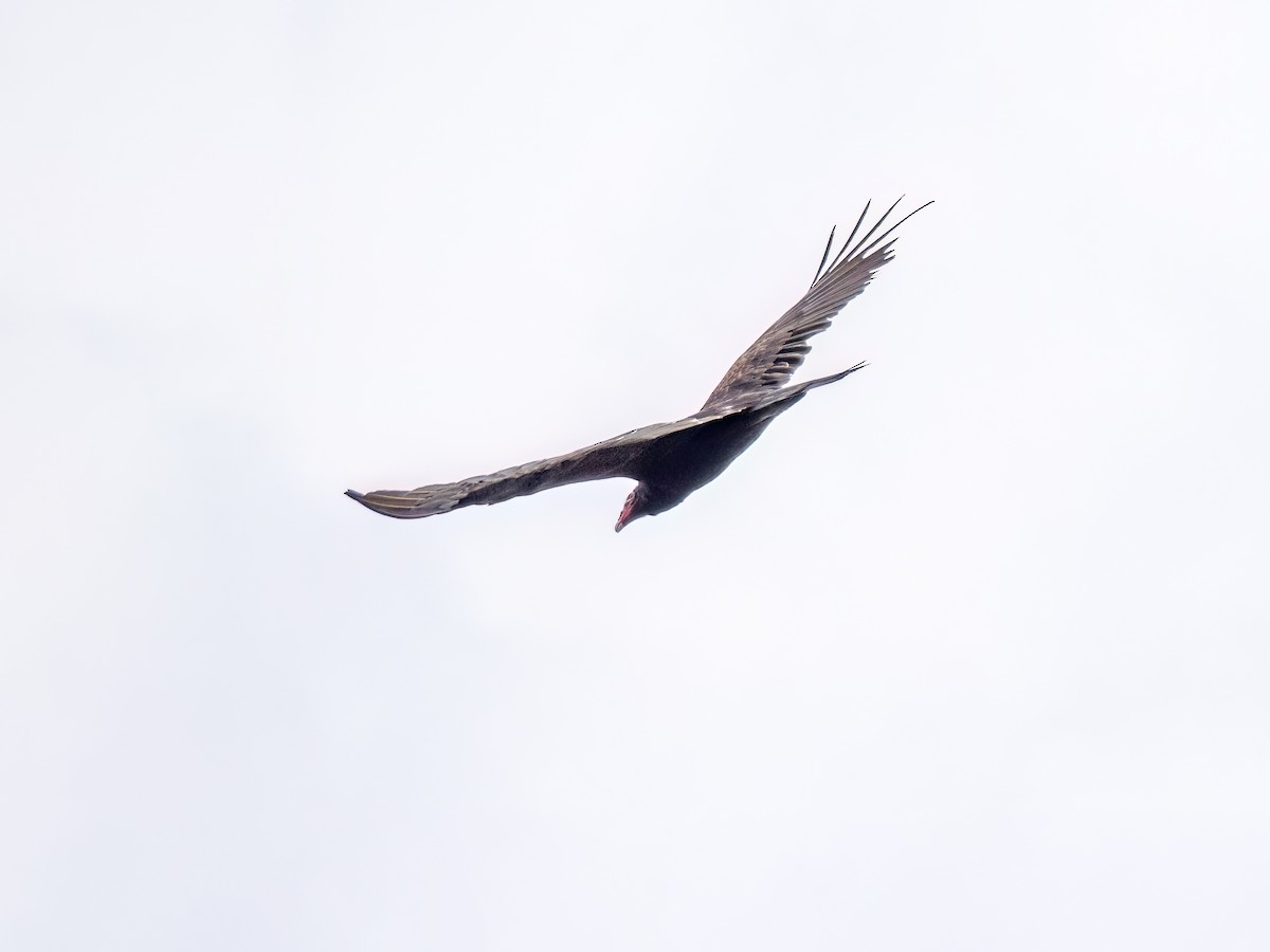Turkey Vulture - ML619008018