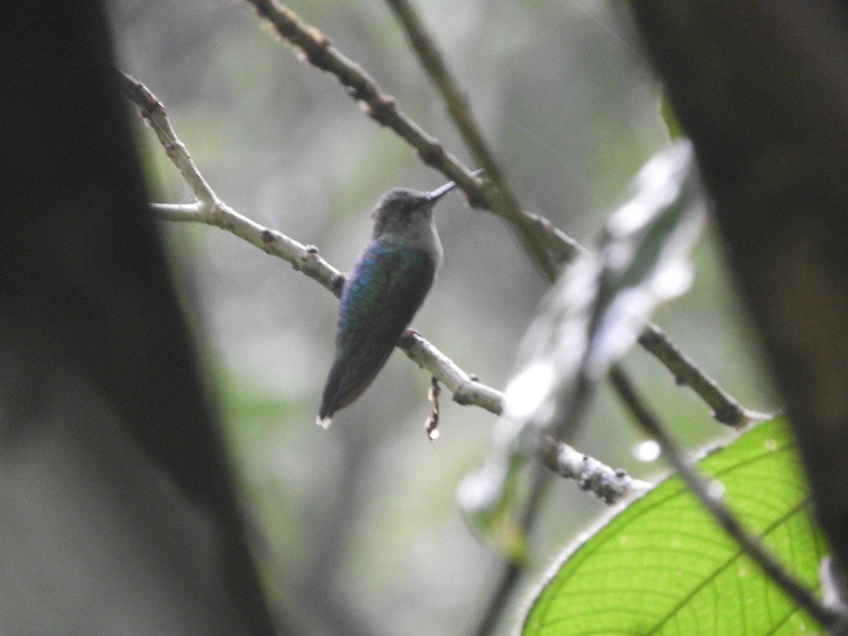 Blue-chested Hummingbird - ML619008091
