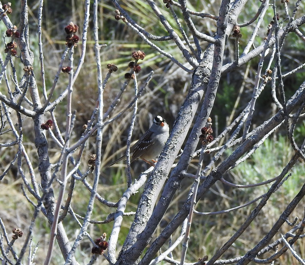 White-crowned Sparrow - ML619008100
