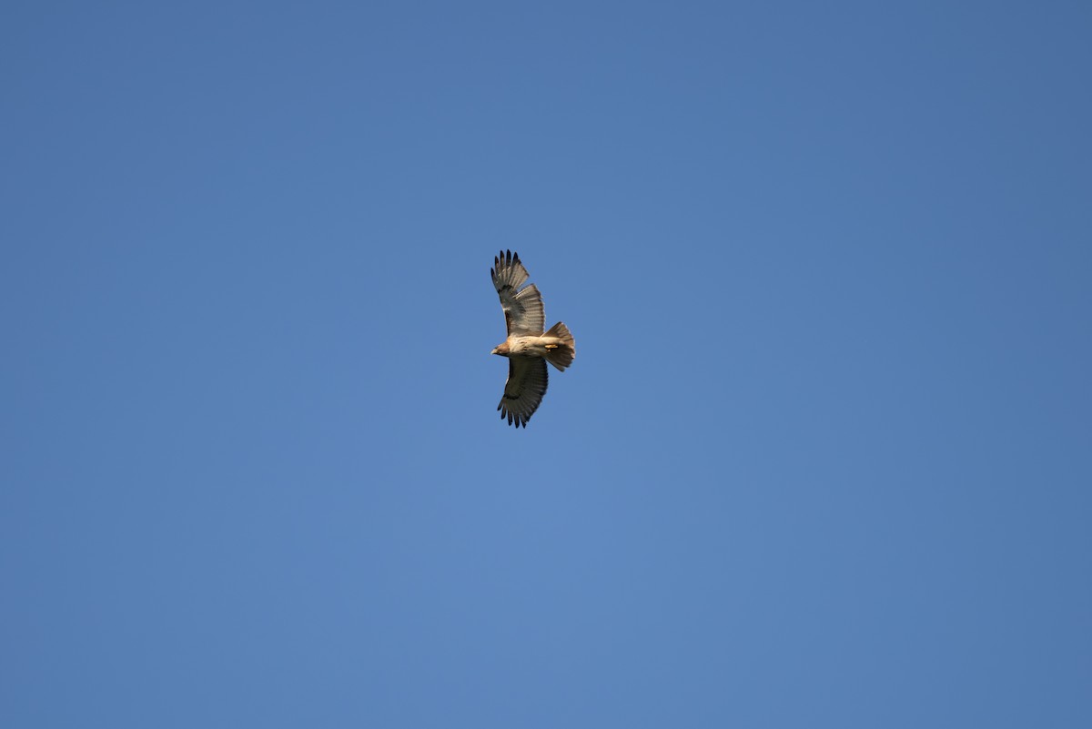 Red-tailed Hawk - ML619008107