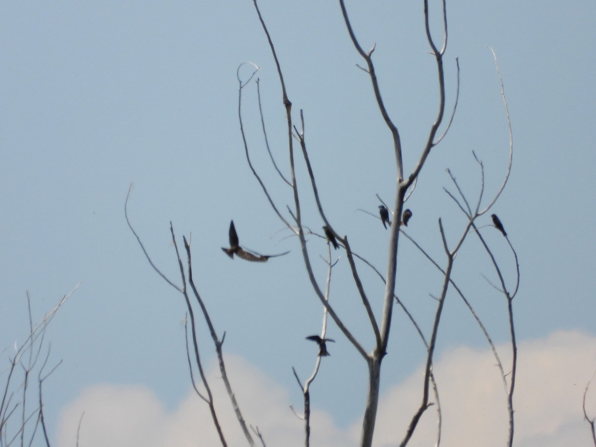 Northern Rough-winged Swallow - Amanda Dickey