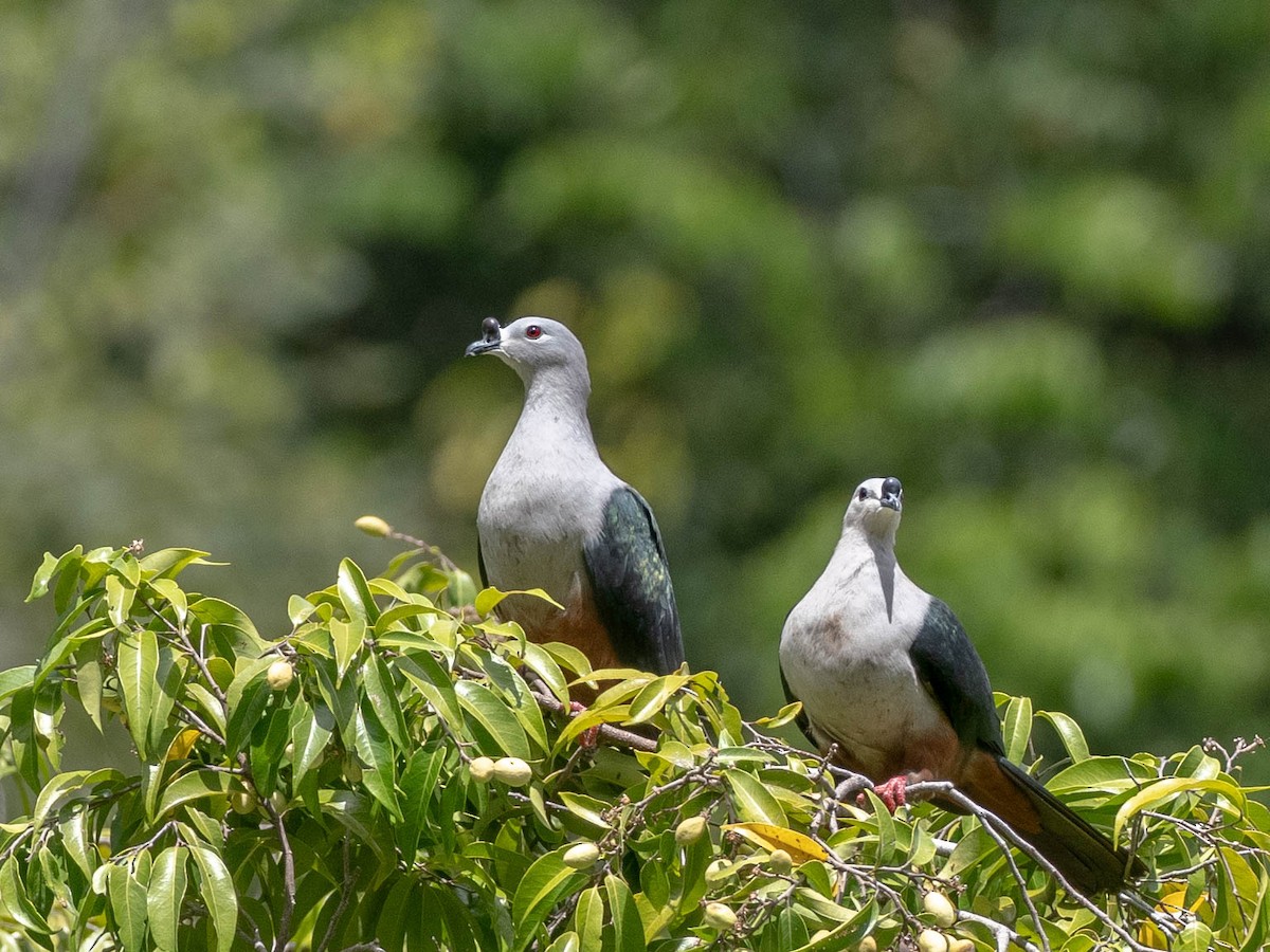 Micronesian Imperial-Pigeon - ML619008138