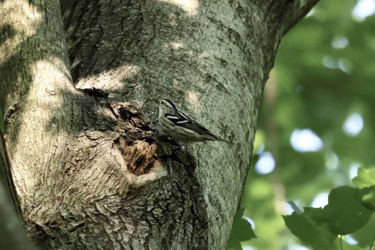Black-and-white Warbler - ML619008146