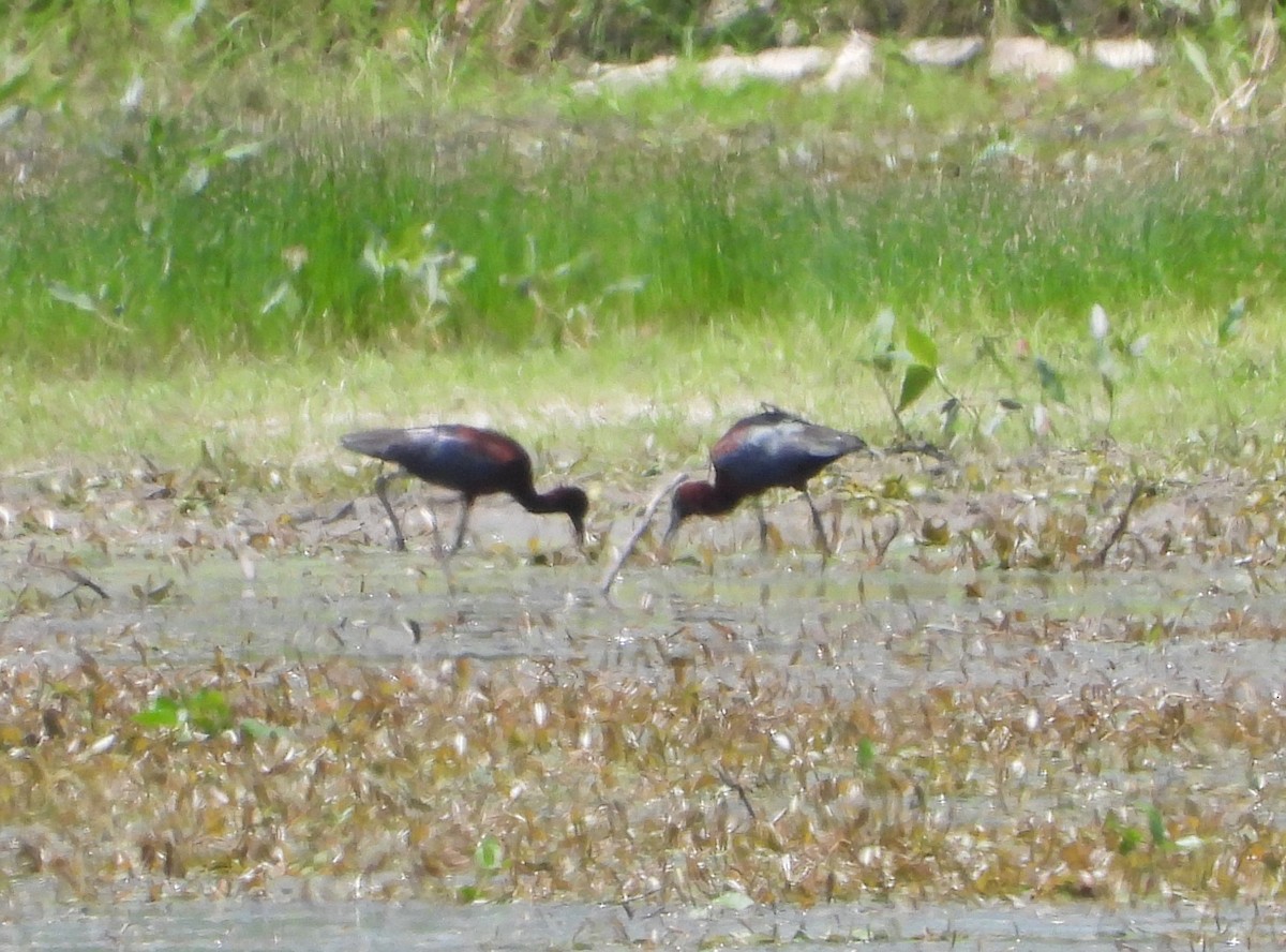 ibis hnědý - ML619008202