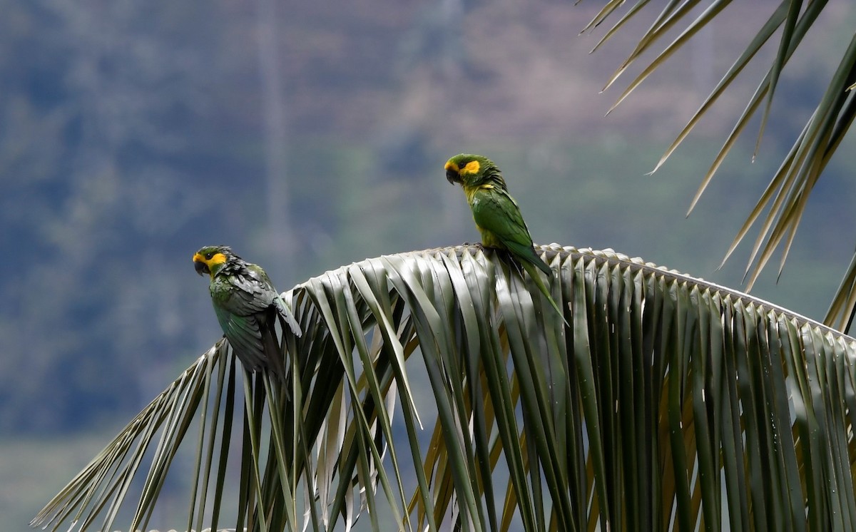 Yellow-eared Parrot - ML619008219