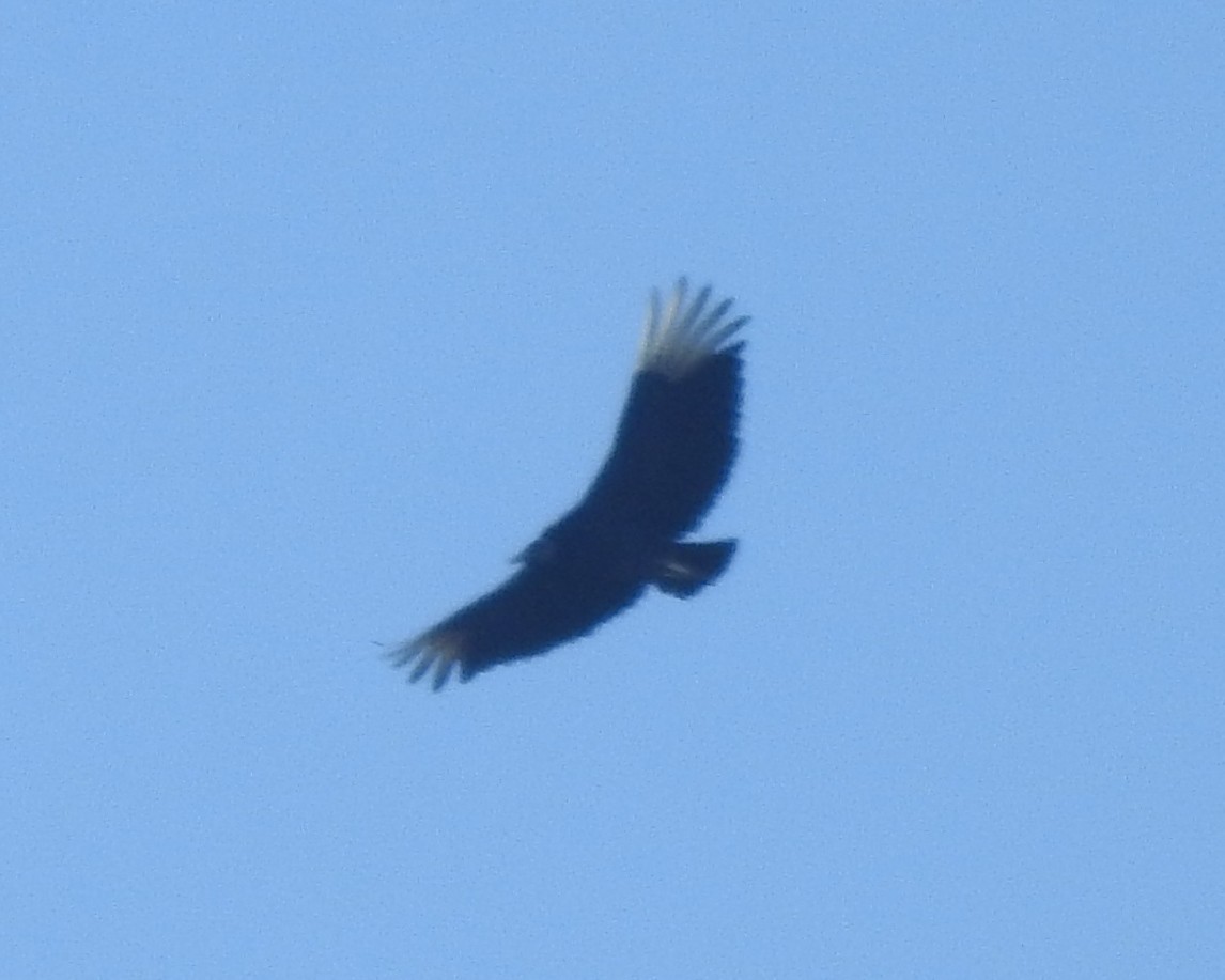 Black Vulture - ML619008220
