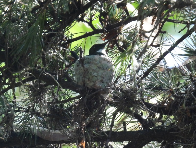 White-throated Hummingbird - ML619008221