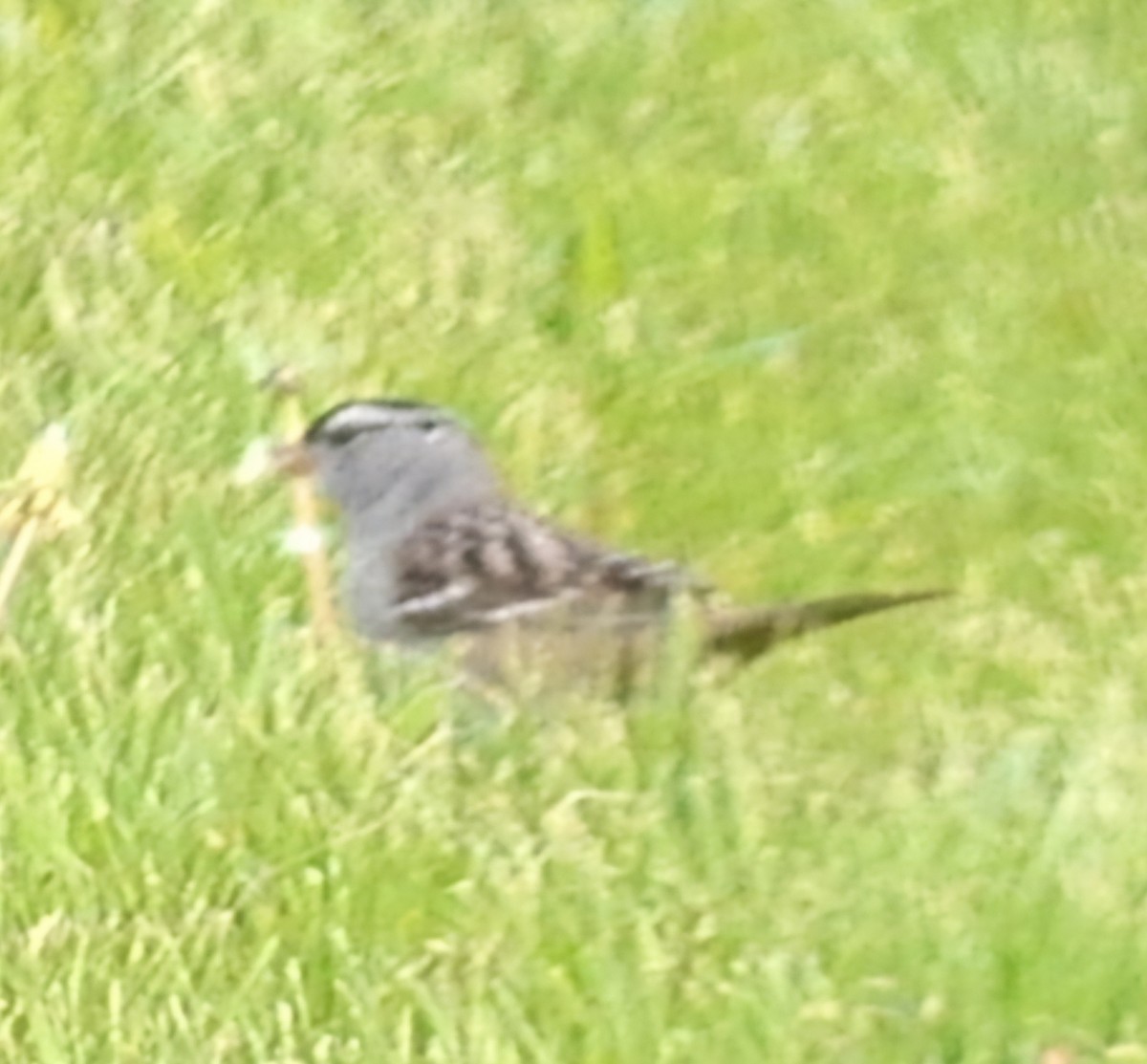 White-crowned Sparrow - ML619008226