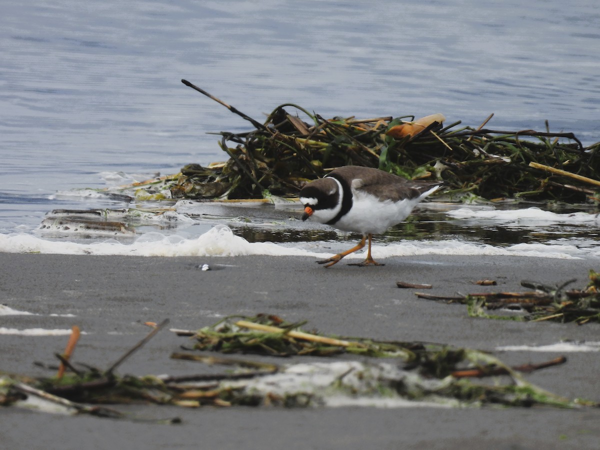 Semipalmated Plover - ML619008233