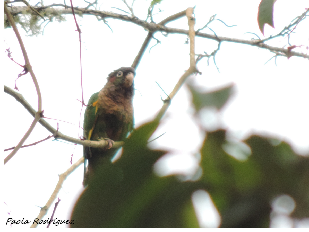 Brown-breasted Parakeet - ML619008262