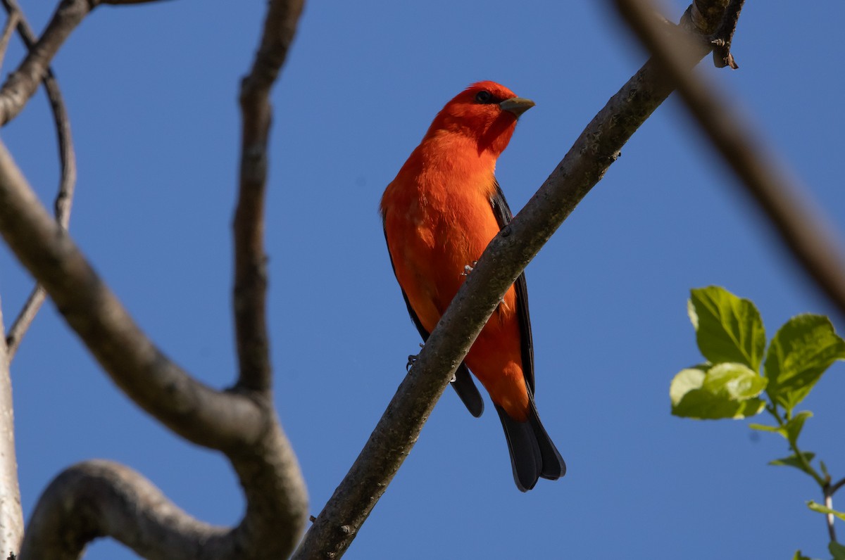 Scarlet Tanager - ML619008272