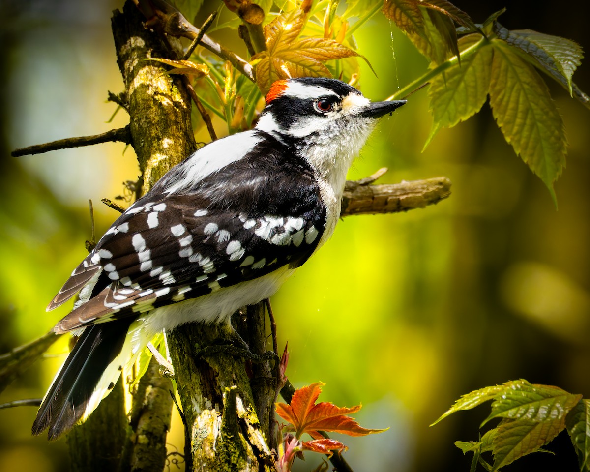 Downy Woodpecker (Eastern) - ML619008282