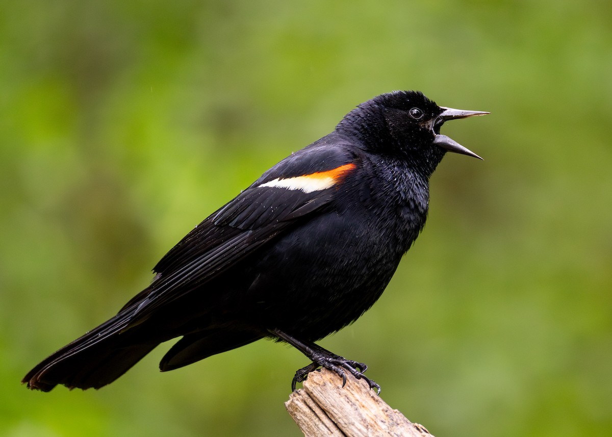 Red-winged Blackbird - Peter Hamner
