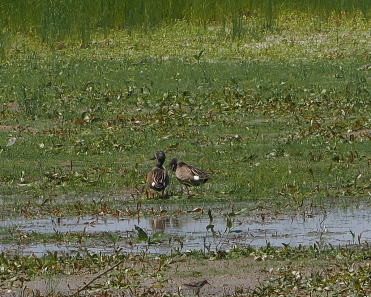Blue-winged Teal - ML619008301