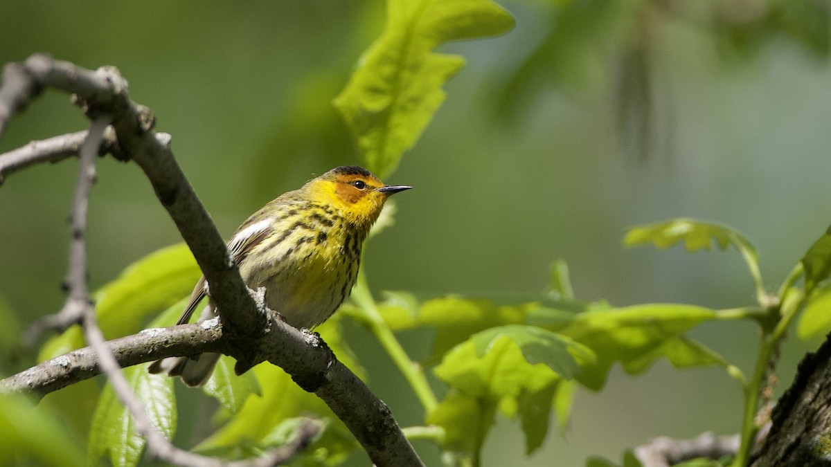 Cape May Warbler - ML619008339
