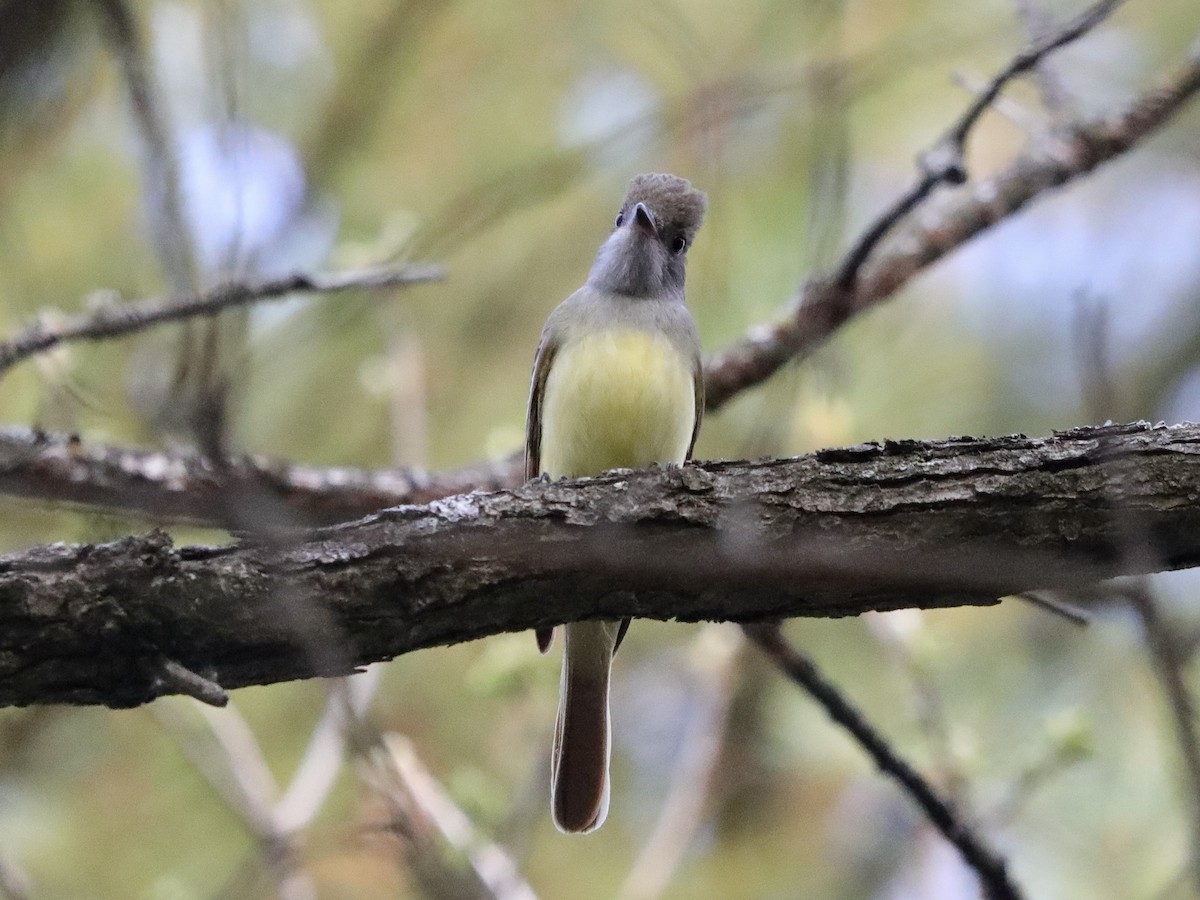 Great Crested Flycatcher - ML619008346