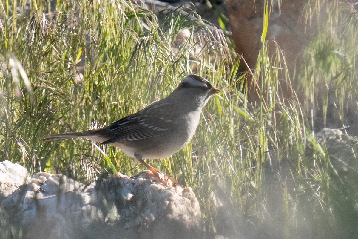 White-crowned Sparrow - ML619008359