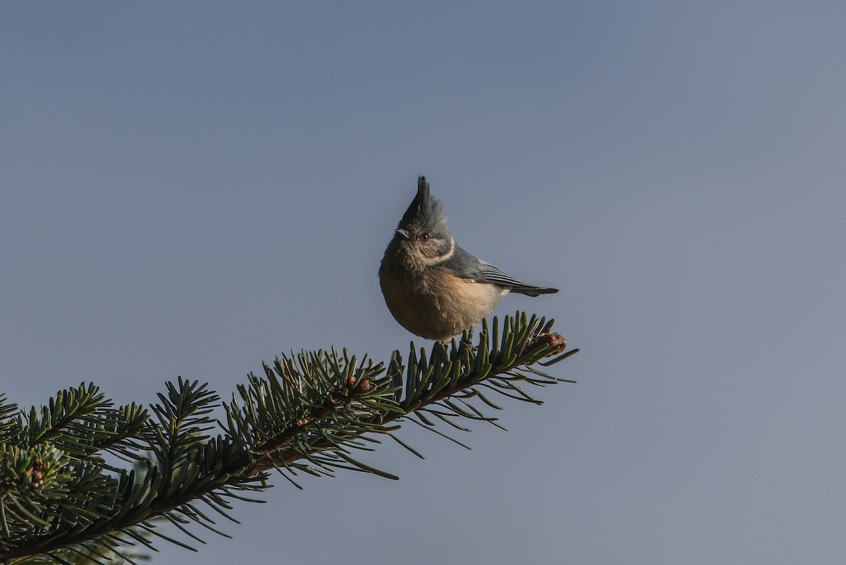 Gray-crested Tit - ML619008372