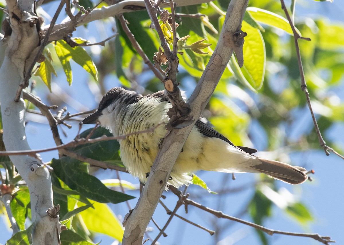 Thick-billed Kingbird - Bente Torvund