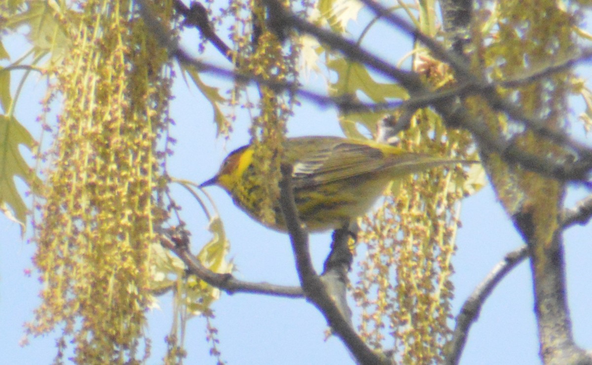 Cape May Warbler - ML619008465