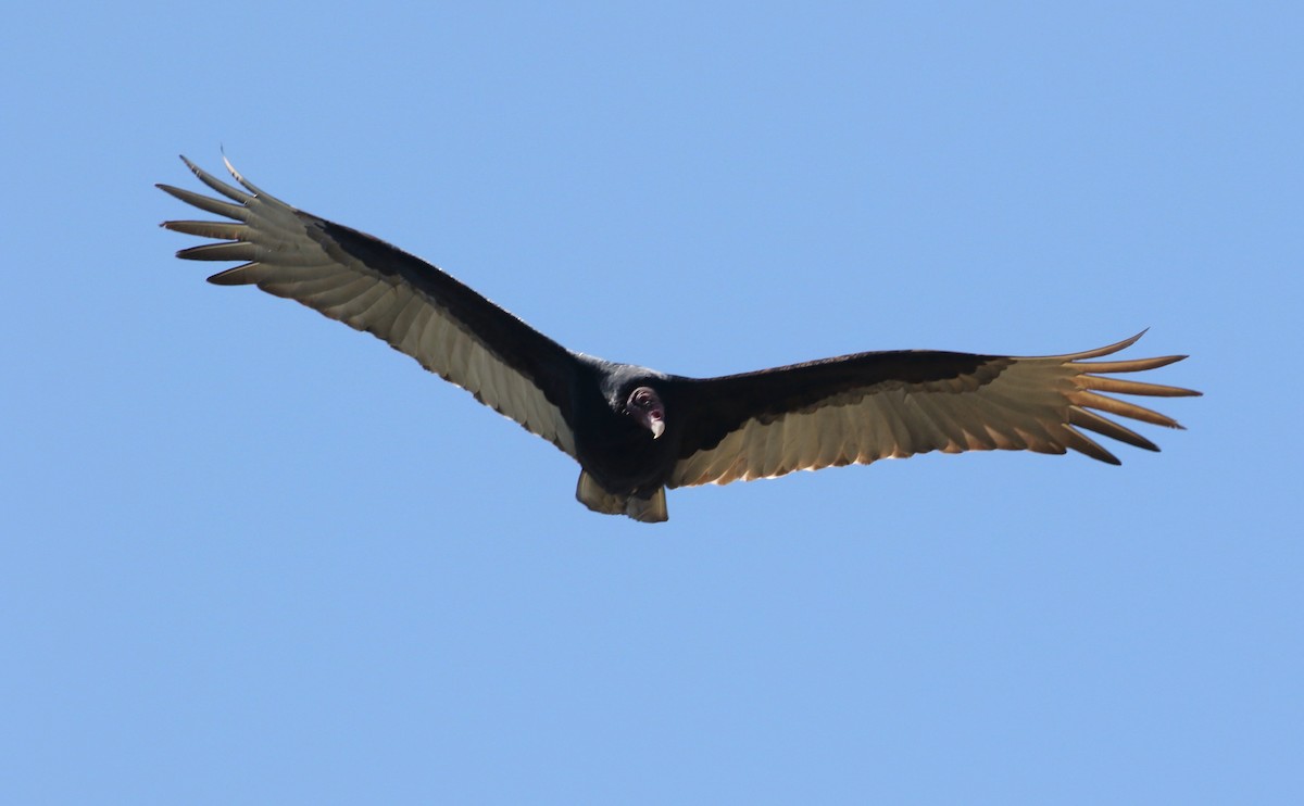 Turkey Vulture - ML619008486