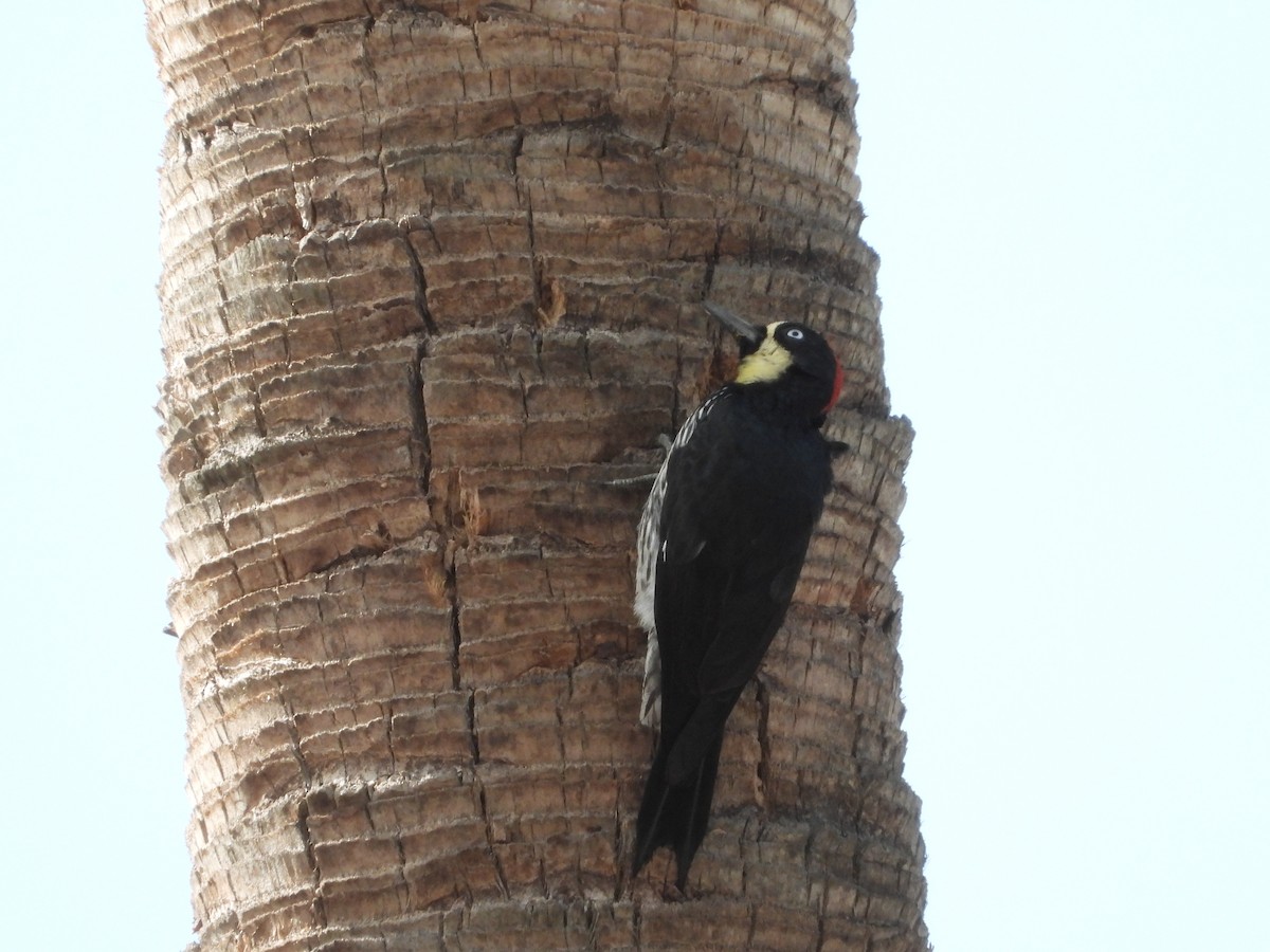 Acorn Woodpecker - ML619008497