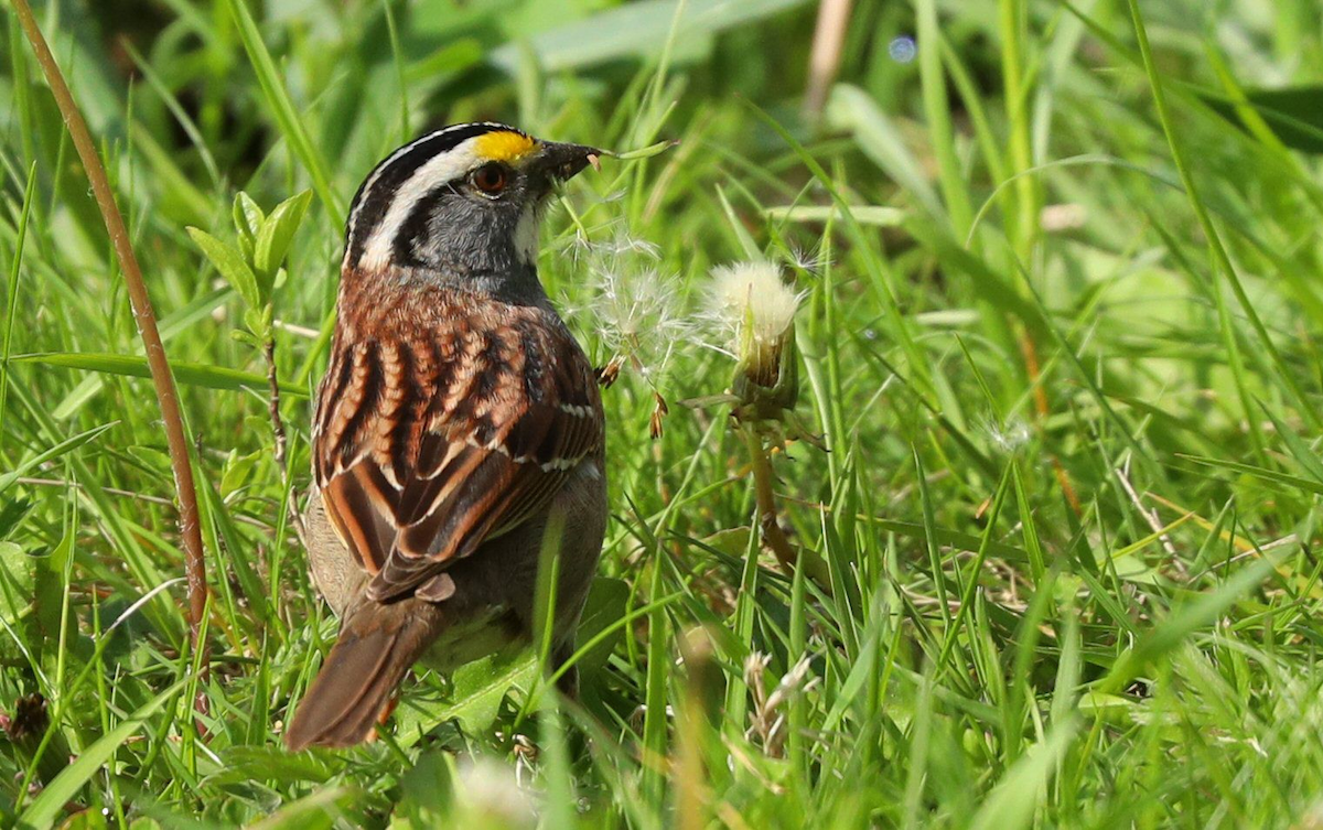 White-throated Sparrow - ML619008520