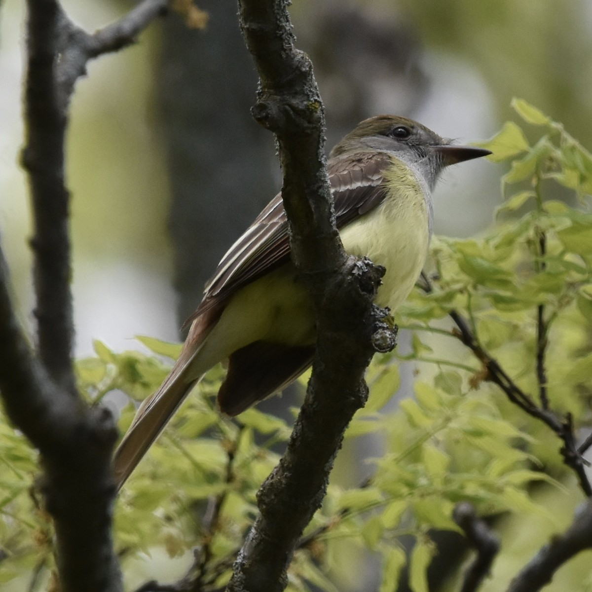 Great Crested Flycatcher - ML619008522