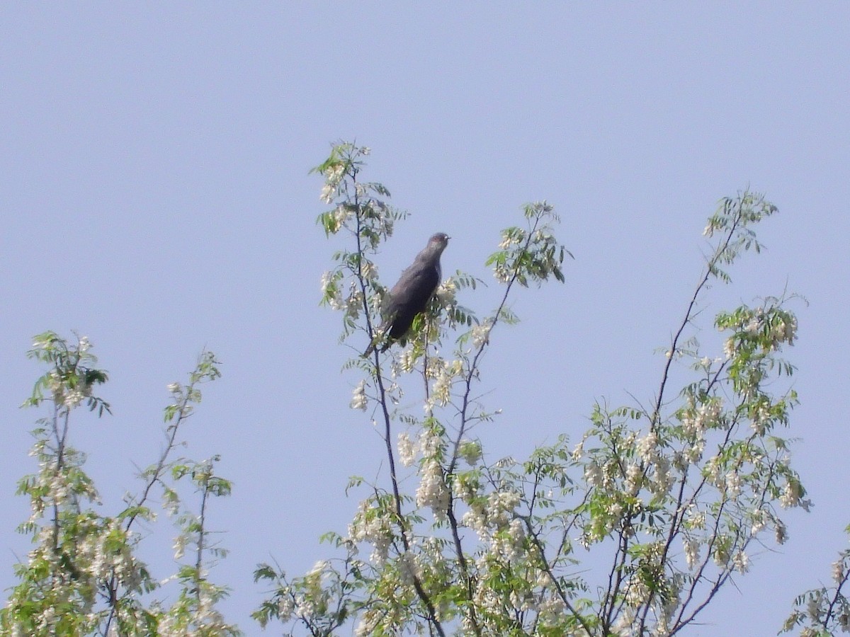 Indian Cuckoo - ML619008523