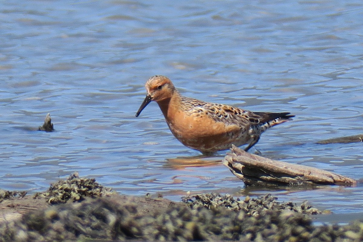 Red Knot - ML619008533