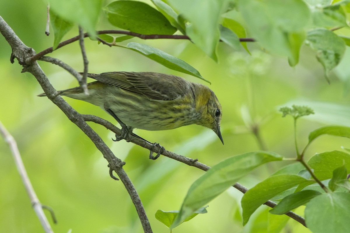 Cape May Warbler - ML619008573