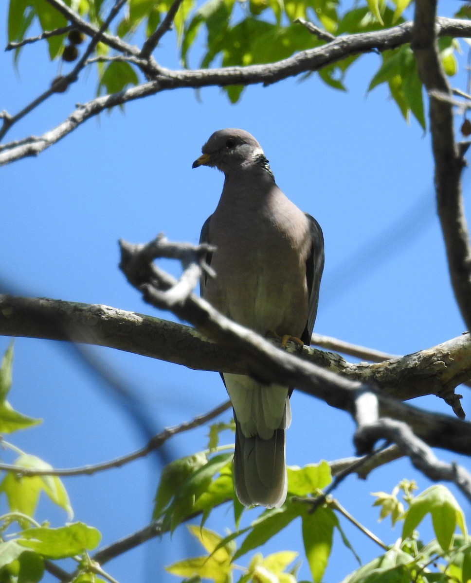 Band-tailed Pigeon - ML619008619