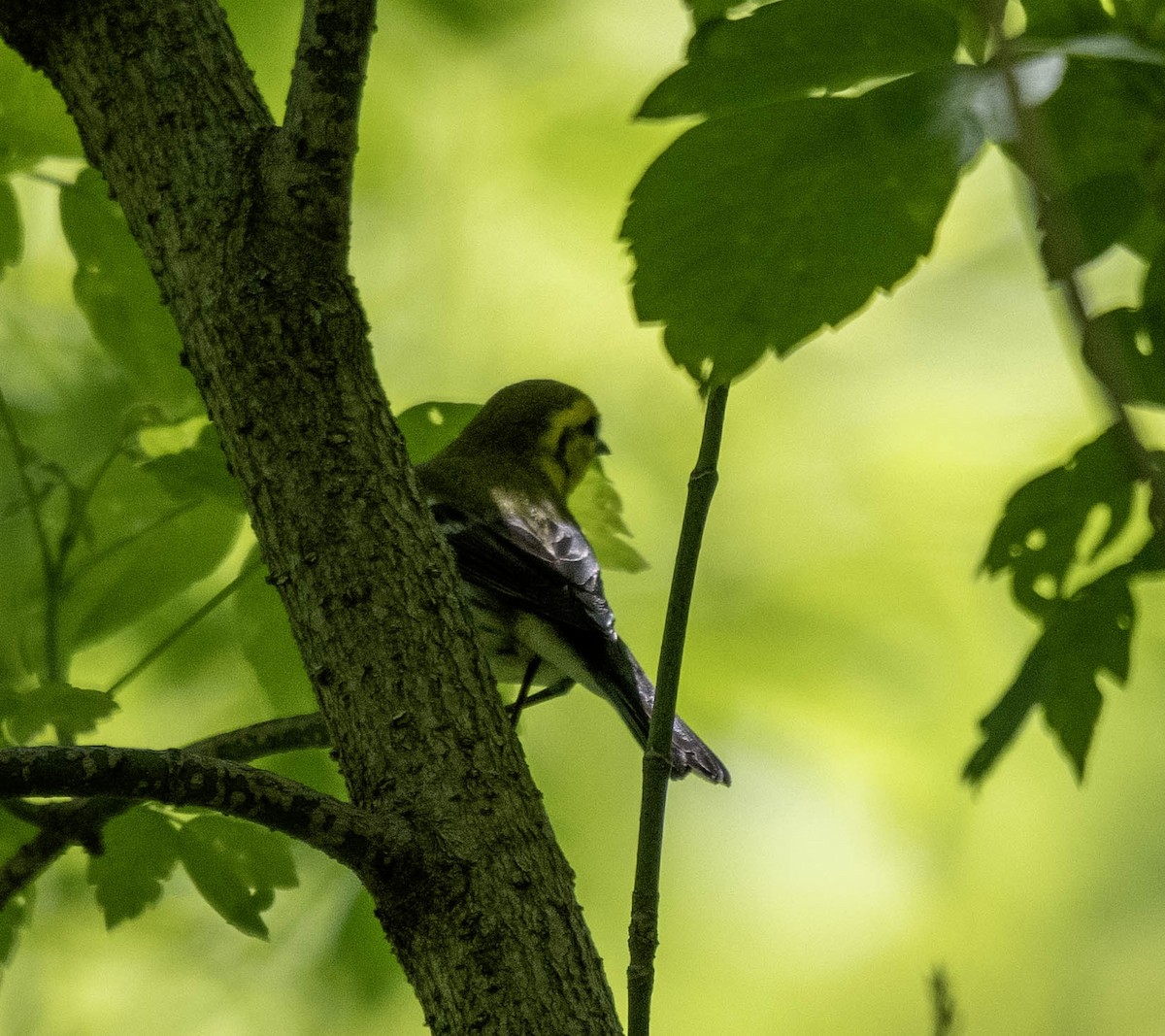 Black-throated Green Warbler - ML619008675