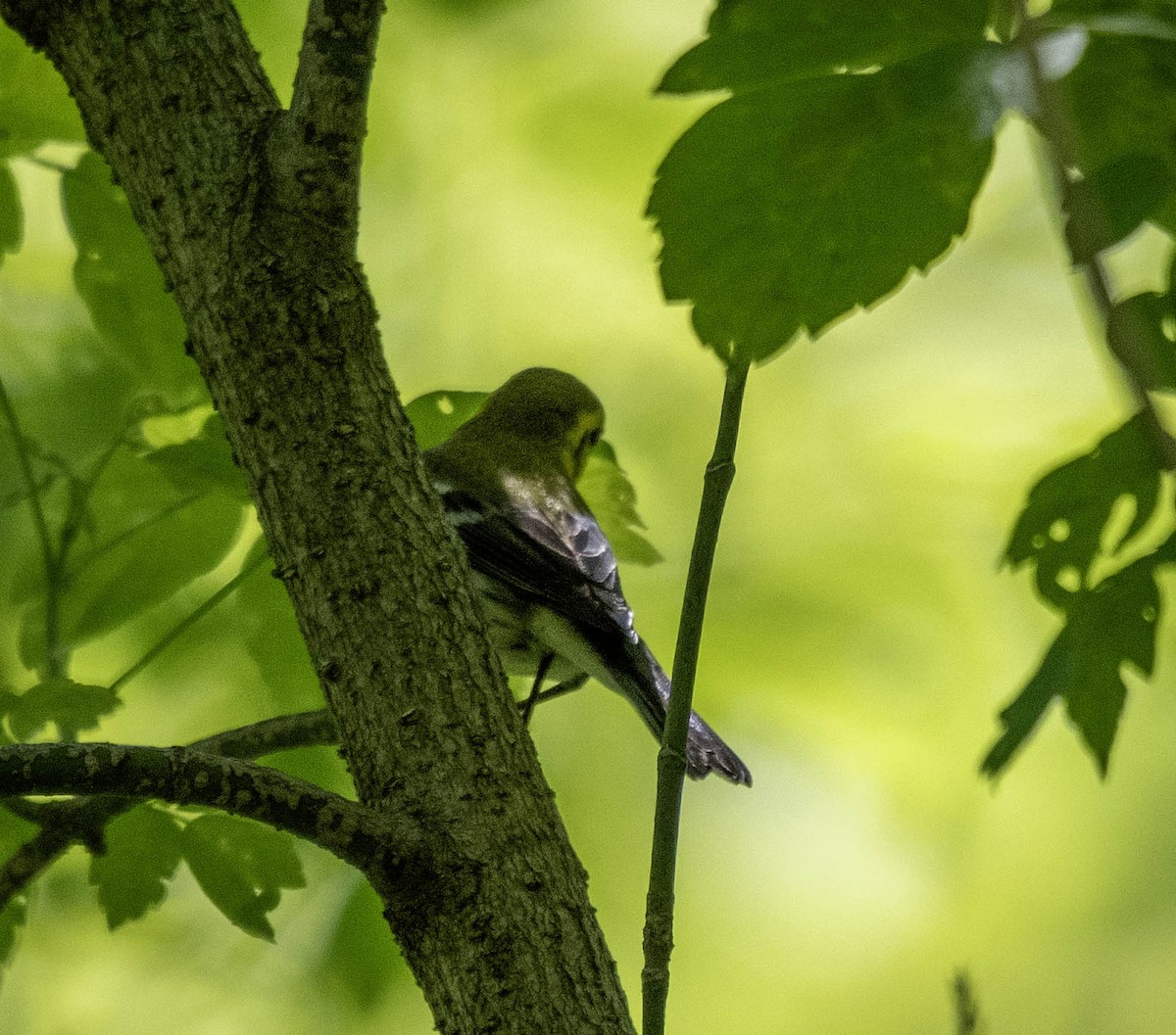 Black-throated Green Warbler - ML619008677