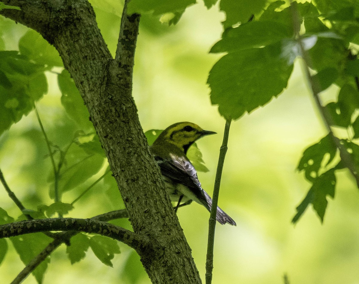 Black-throated Green Warbler - ML619008679