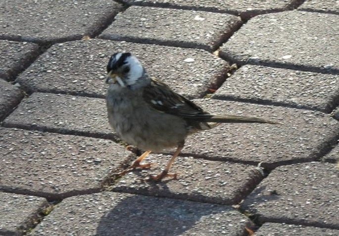 White-crowned Sparrow - ML619008715