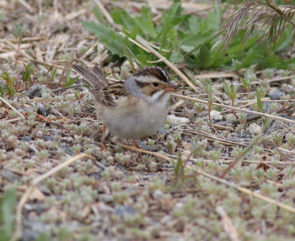 Clay-colored Sparrow - ML619008726