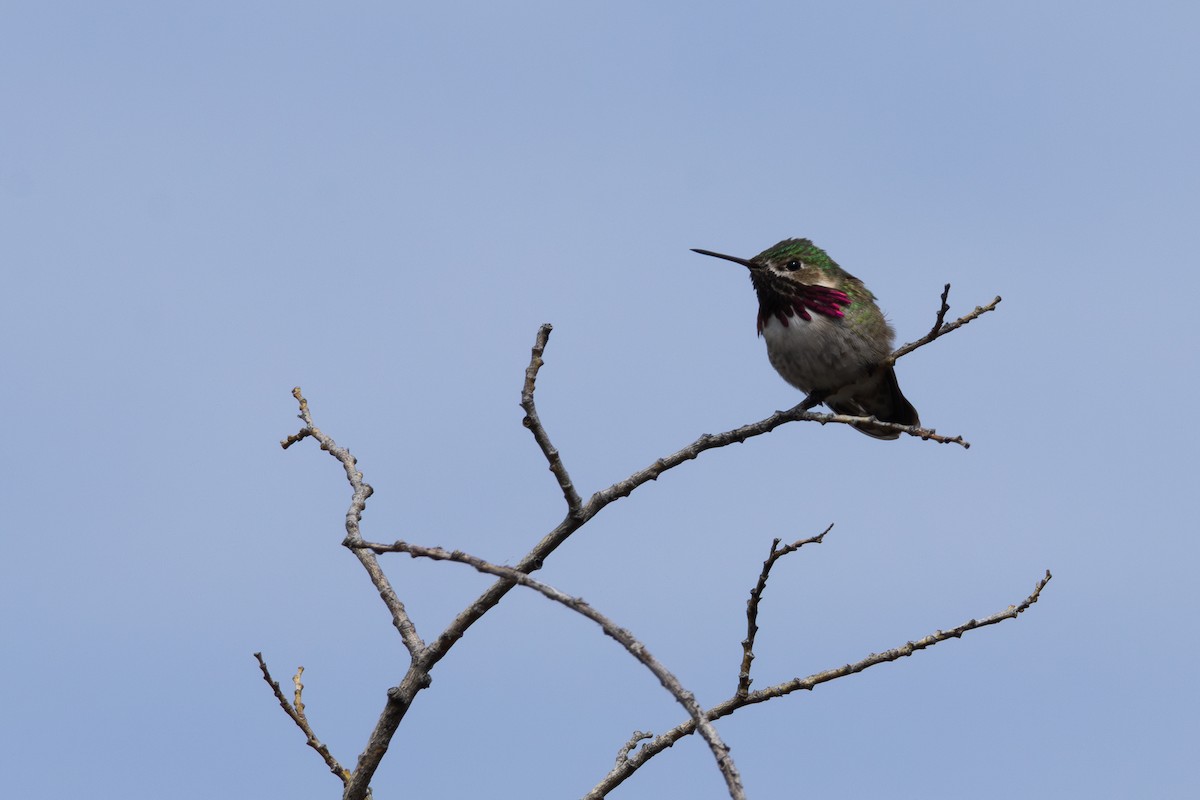 Calliope Hummingbird - ML619008734
