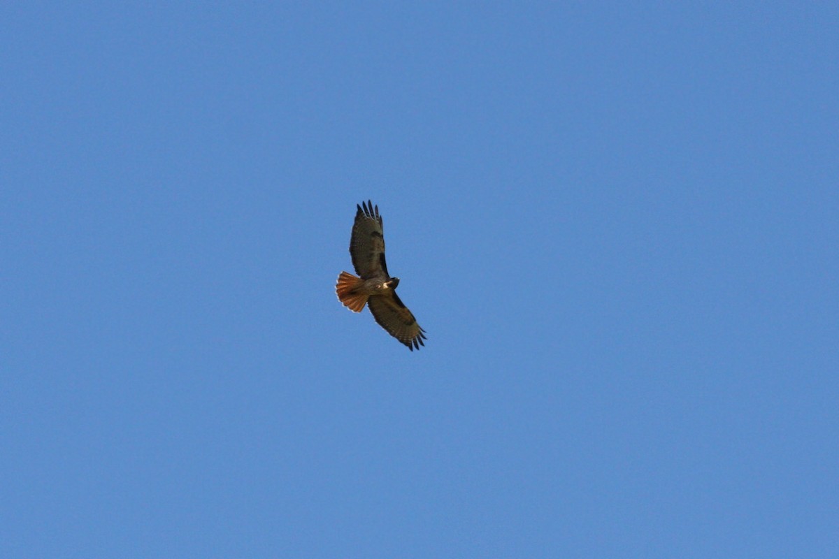 Red-tailed Hawk - William Clark