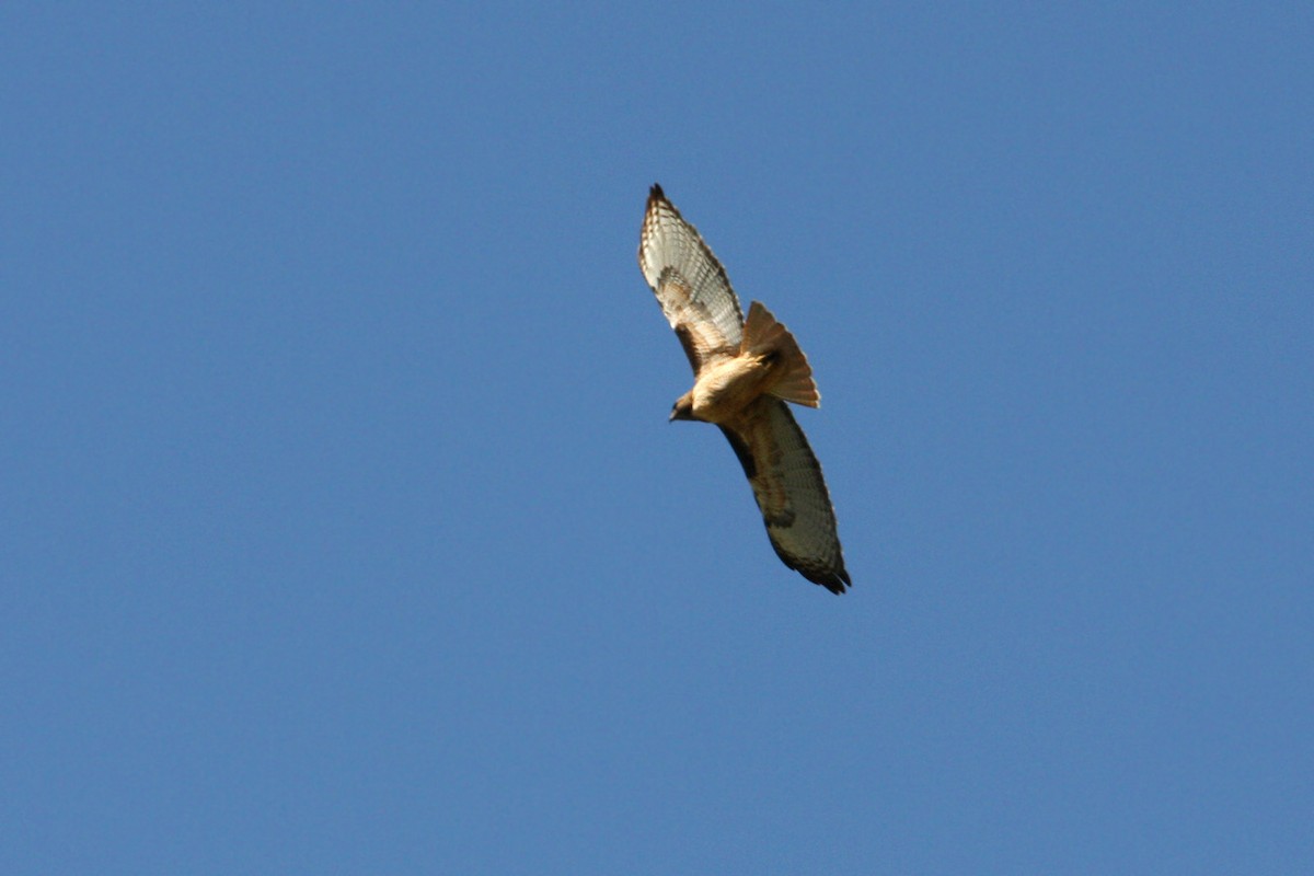 Red-tailed Hawk - ML619008757