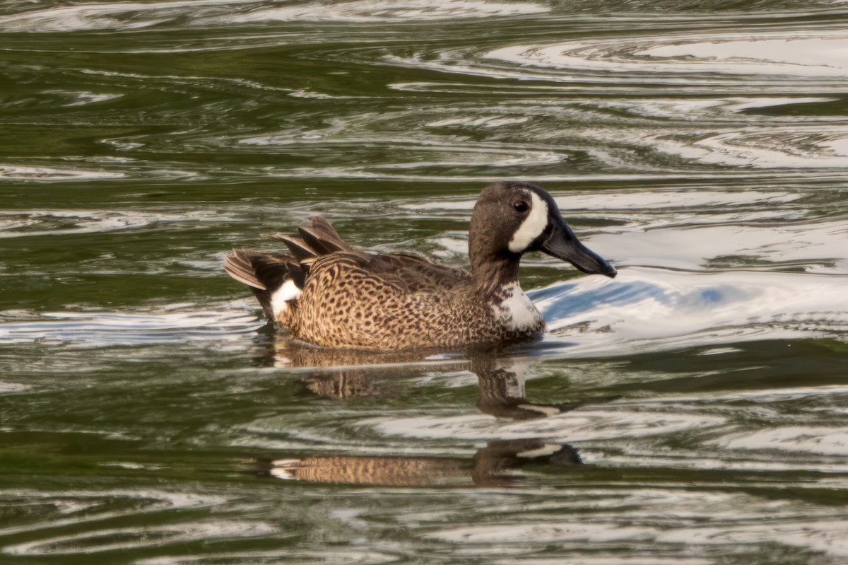 Blue-winged Teal - ML619008772