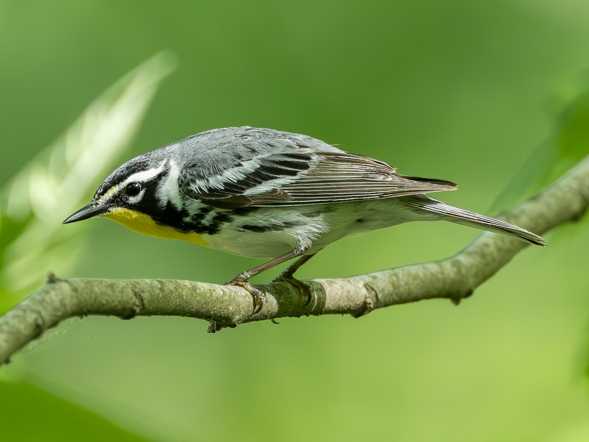 Yellow-throated Warbler (albilora) - ML619008786
