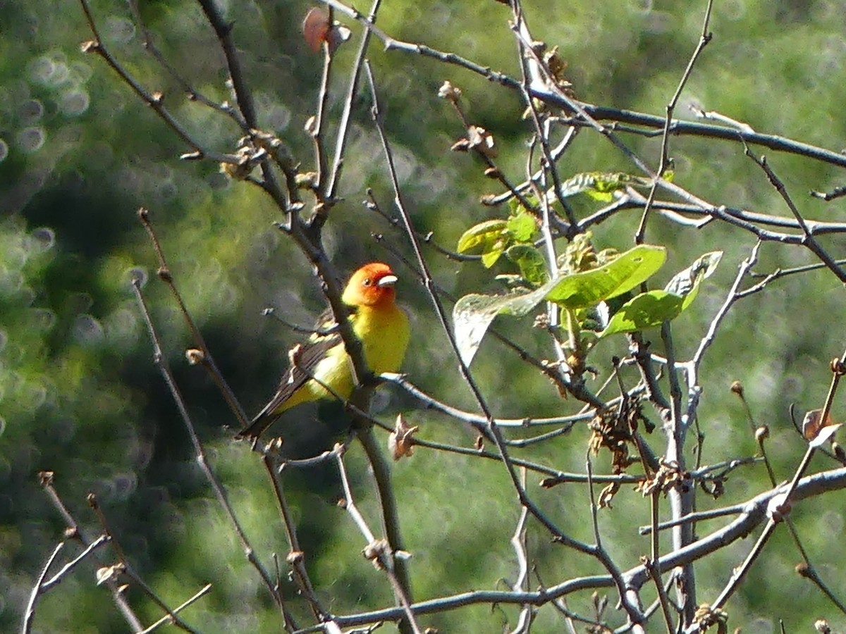 Western Tanager - ML619008798